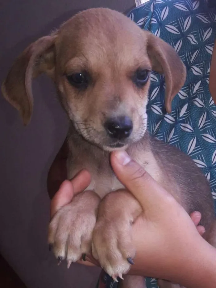 Cachorro ra a Não identificadas  idade Abaixo de 2 meses nome S/N