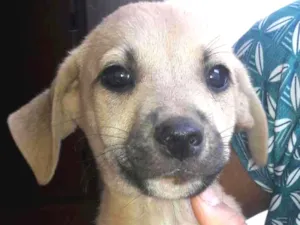 Cachorro raça Não identificadas  idade Abaixo de 2 meses nome S/N