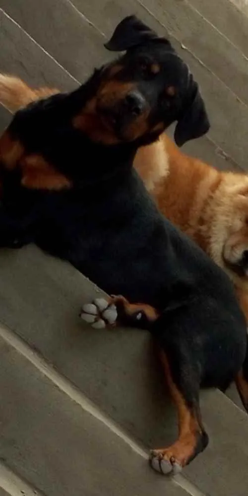 Cachorro ra a Rottweiler  idade 1 ano nome Brusier 