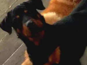 Cachorro raça Rottweiler  idade 1 ano nome Brusier 