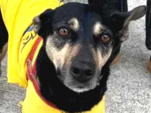 Cachorro raça Srr idade  nome Belinha