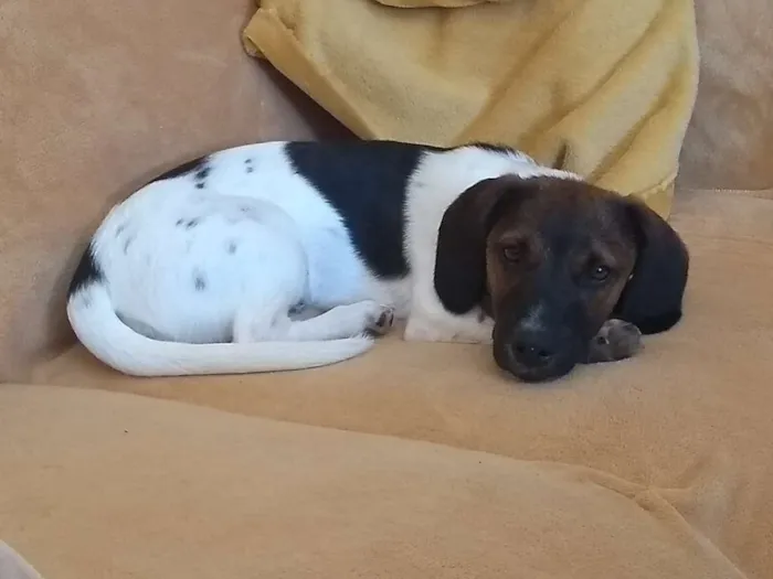 Cachorro ra a Rnd mistura com beagle idade 7 a 11 meses nome Brutus