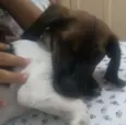 Brutus