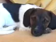 Brutus