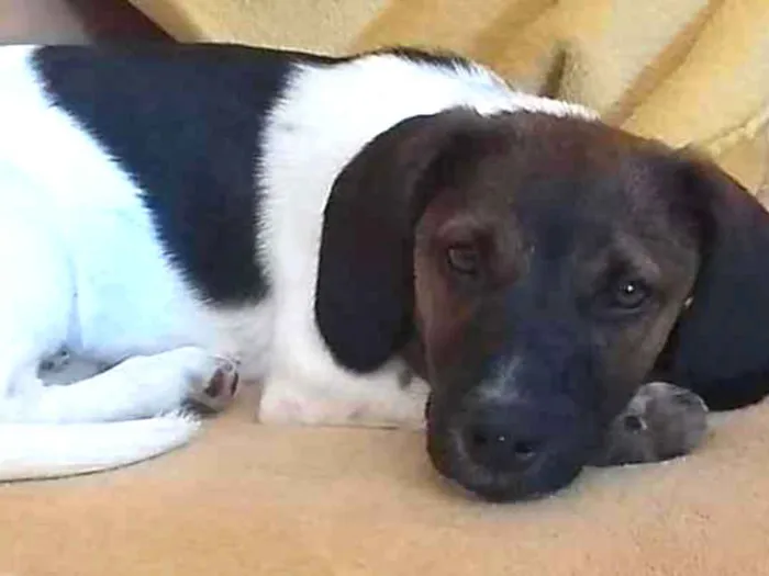 Cachorro ra a Rnd mistura com beagle idade 7 a 11 meses nome Brutus