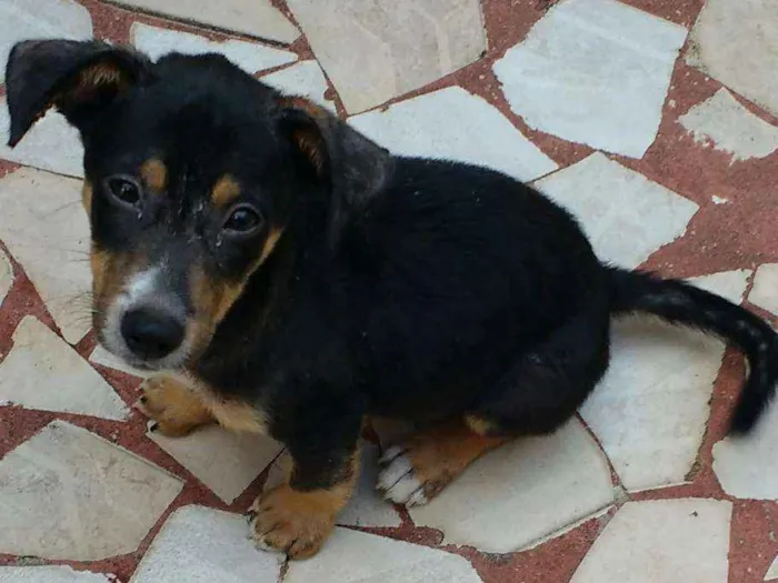 Cachorro ra a Comum idade 2 a 6 meses nome Sem nome no momento