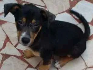 Cachorro ra a Comum idade 2 a 6 meses nome Sem nome no momento