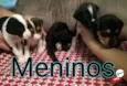 5 bebês para adoção 