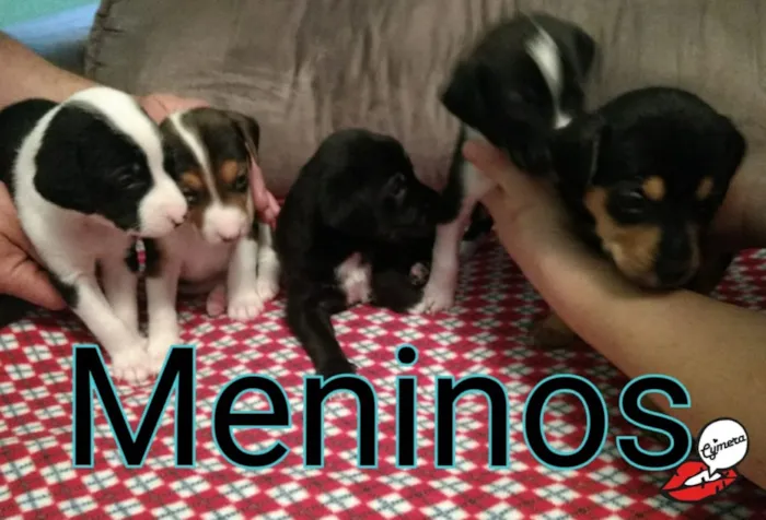 Cachorro ra a Srd  idade 2 a 6 meses nome 5 bebês para adoção 