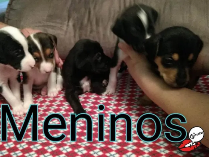 Cachorro ra a Srd  idade 2 a 6 meses nome 5 bebês para adoção 