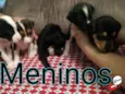 5 bebês para adoção