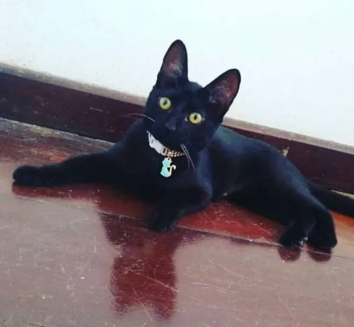 Gato ra a srd idade 2 a 6 meses nome Joaninha