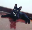 Joaninha