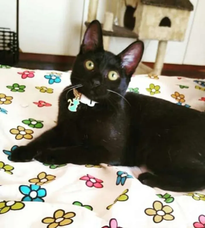 Gato ra a srd idade 2 a 6 meses nome Joaninha