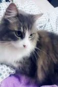 chico