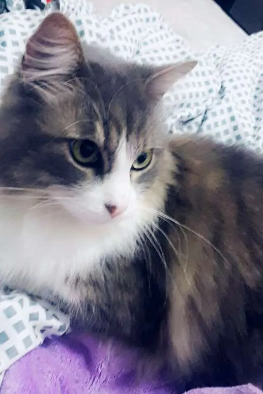 Gato ra a sed idade 5 anos nome chico