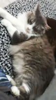 chico