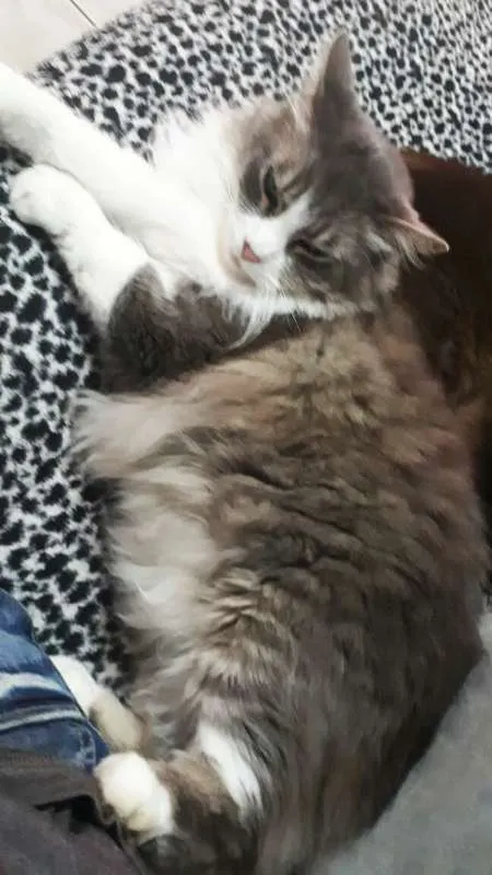 Gato ra a sed idade 5 anos nome chico