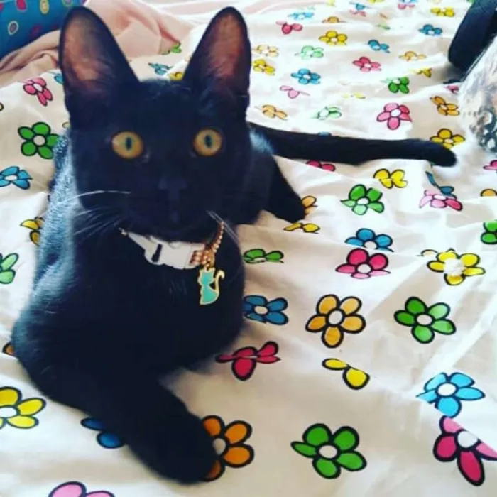 Gato ra a srd idade 2 a 6 meses nome joaninha