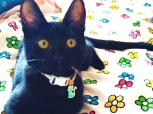 Gato raça srd idade 2 a 6 meses nome joaninha
