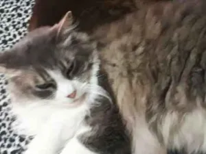 Gato raça sed idade 5 anos nome chico