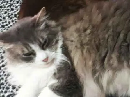 Gato ra a sed idade 5 anos nome chico