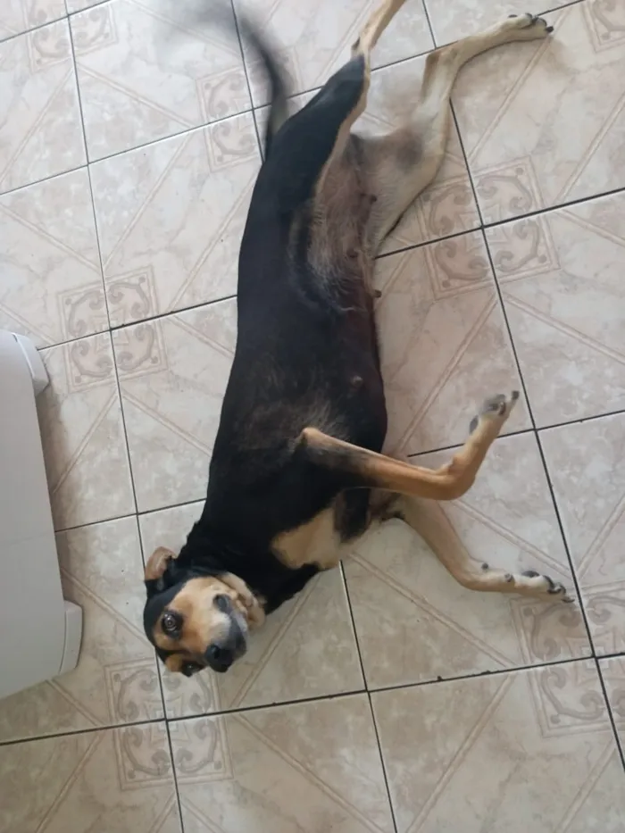 Cachorro ra a vira lata idade 3 anos nome Preta
