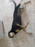 Preta