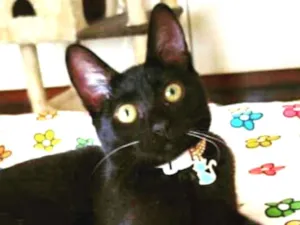 Gato raça srd idade 2 a 6 meses nome Joaninha