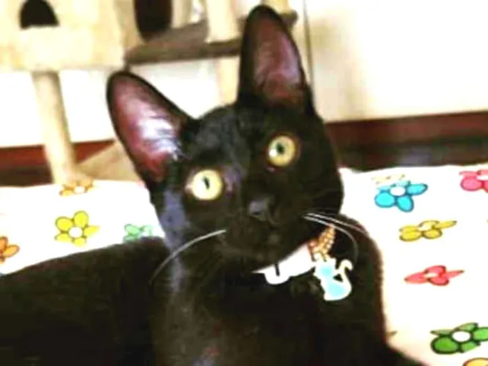 Gato ra a srd idade 2 a 6 meses nome Joaninha