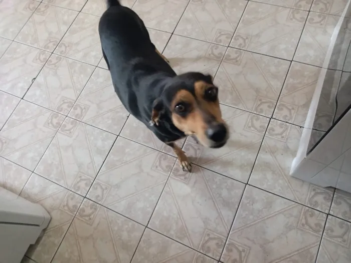 Cachorro ra a vira lata idade 3 anos nome Preta