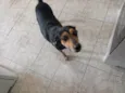 Preta