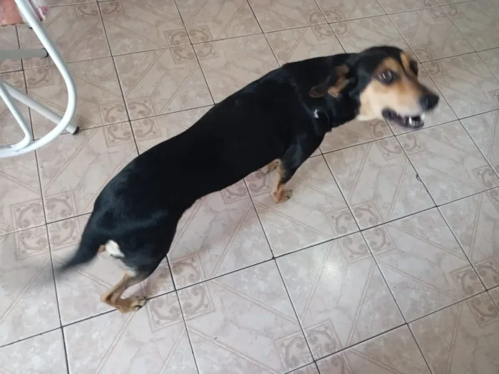 Cachorro ra a vira lata idade 3 anos nome Preta