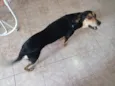 Preta