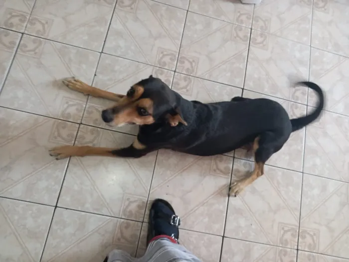 Cachorro ra a vira lata idade 3 anos nome Preta