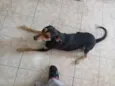 Preta