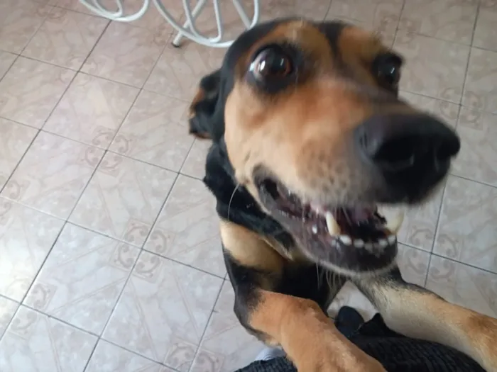 Cachorro ra a vira lata idade 3 anos nome Preta