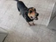 Preta
