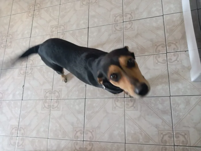 Cachorro ra a vira lata idade 3 anos nome Preta