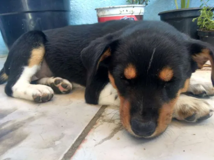 Cachorro ra a Vira lata idade 2 a 6 meses nome Sem nome