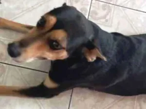 Cachorro raça vira lata idade 3 anos nome Preta