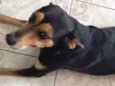 Preta