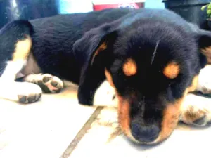 Cachorro raça Vira lata idade 2 a 6 meses nome Sem nome