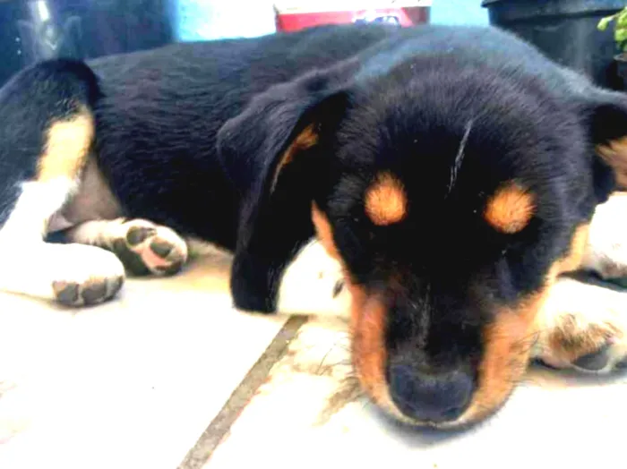 Cachorro ra a Vira lata idade 2 a 6 meses nome Sem nome