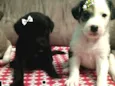 3 bebês lindas 