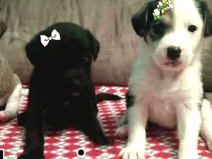 Cachorro raça Srd  idade 2 a 6 meses nome 3 bebês lindas 
