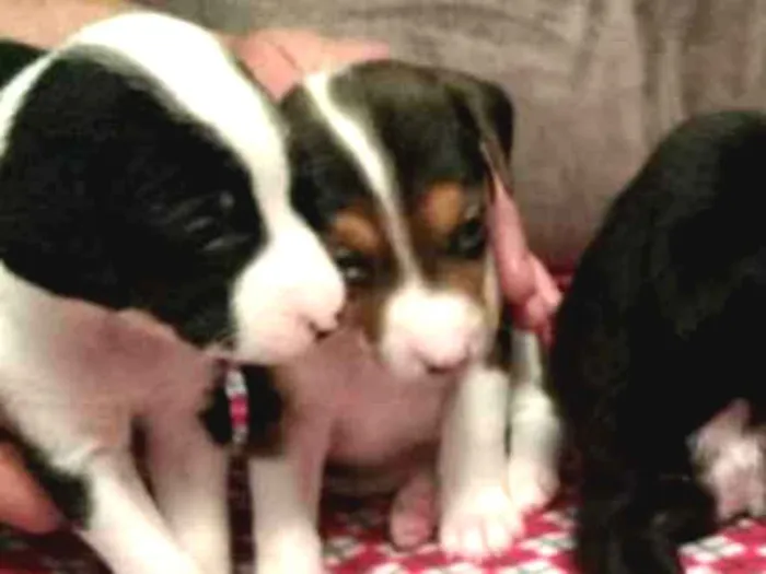 Cachorro ra a Srd  idade 2 a 6 meses nome 5 bebês para adoção 