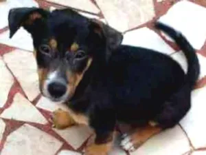 Cachorro raça Comum idade 2 a 6 meses nome Sem nome no momento