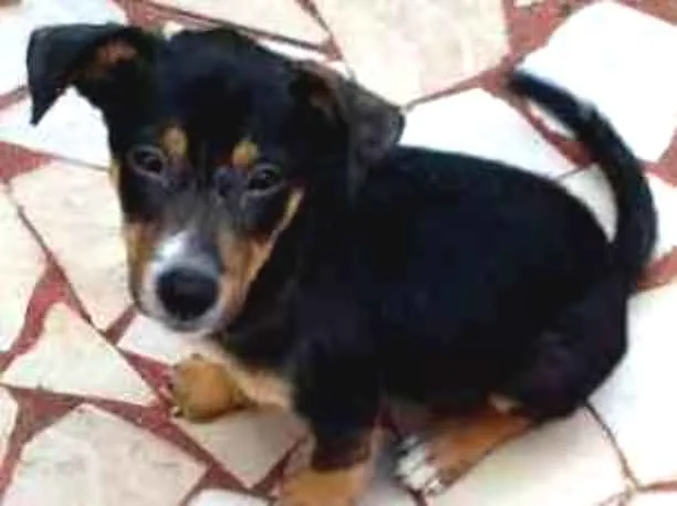 Cachorro ra a Comum idade 2 a 6 meses nome Sem nome no momento