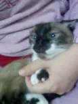 Bebezinha 